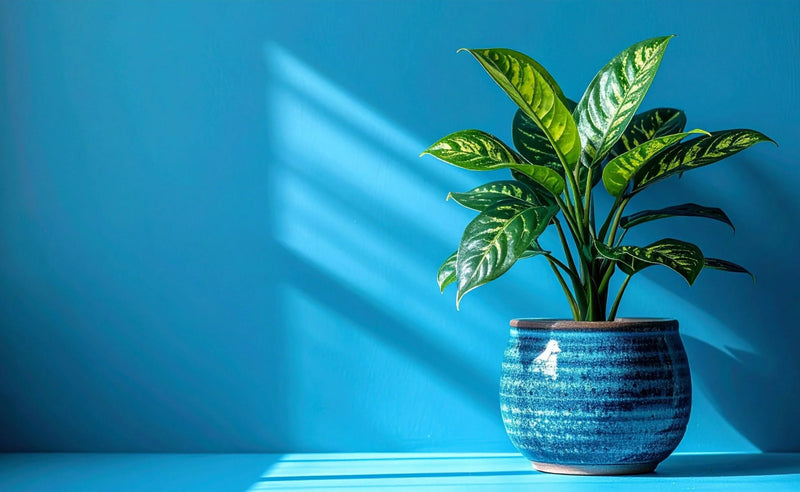 Cache-pot par couleur