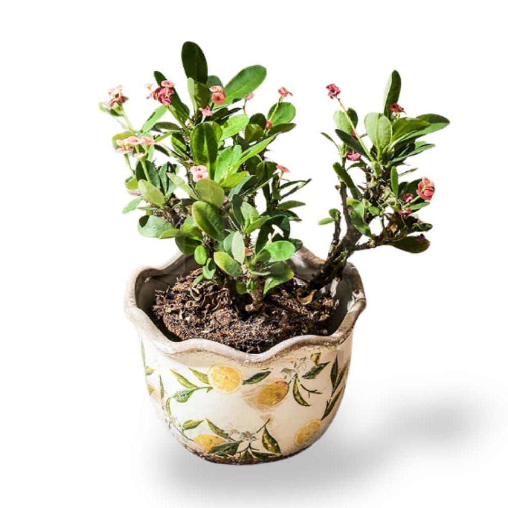 Ma boutique Cache pot avec motif en céramique