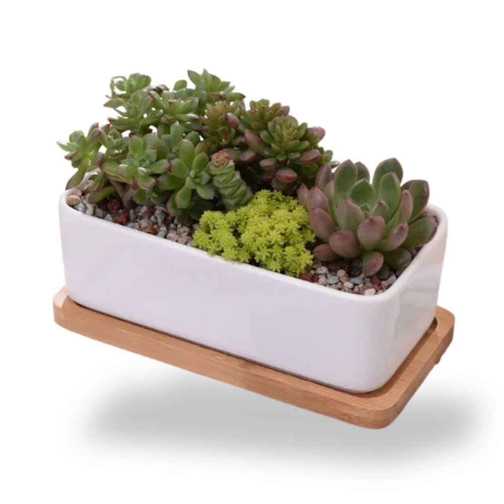 Ma boutique Cache pot céramique rectangle