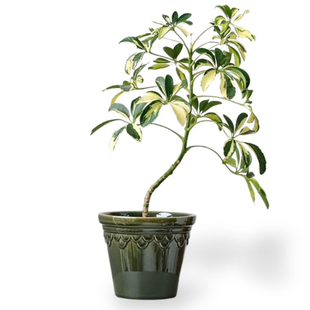 Ma boutique cache pot ceramique vintage