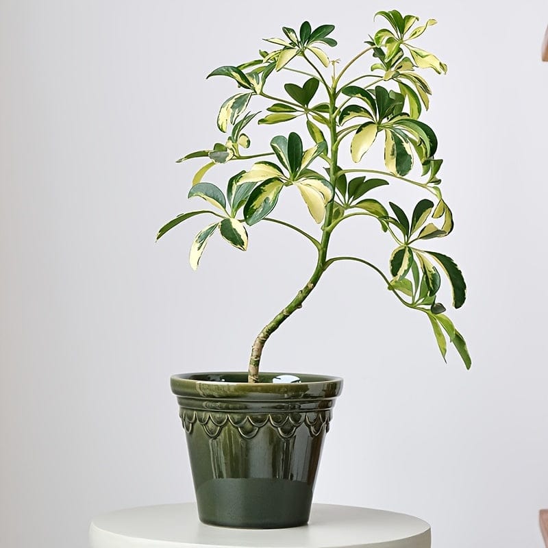 Ma boutique Vert cache pot ceramique vintage