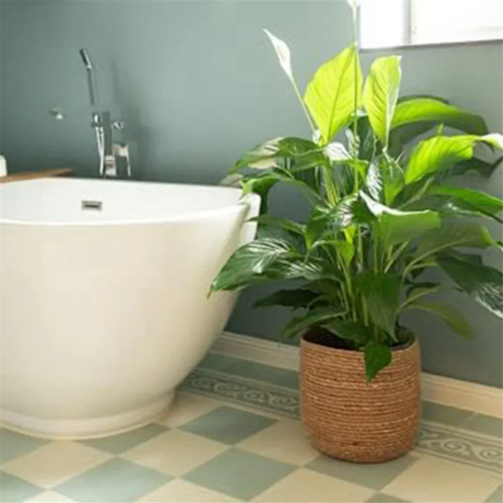 Ma boutique Cache pot en osier interieur