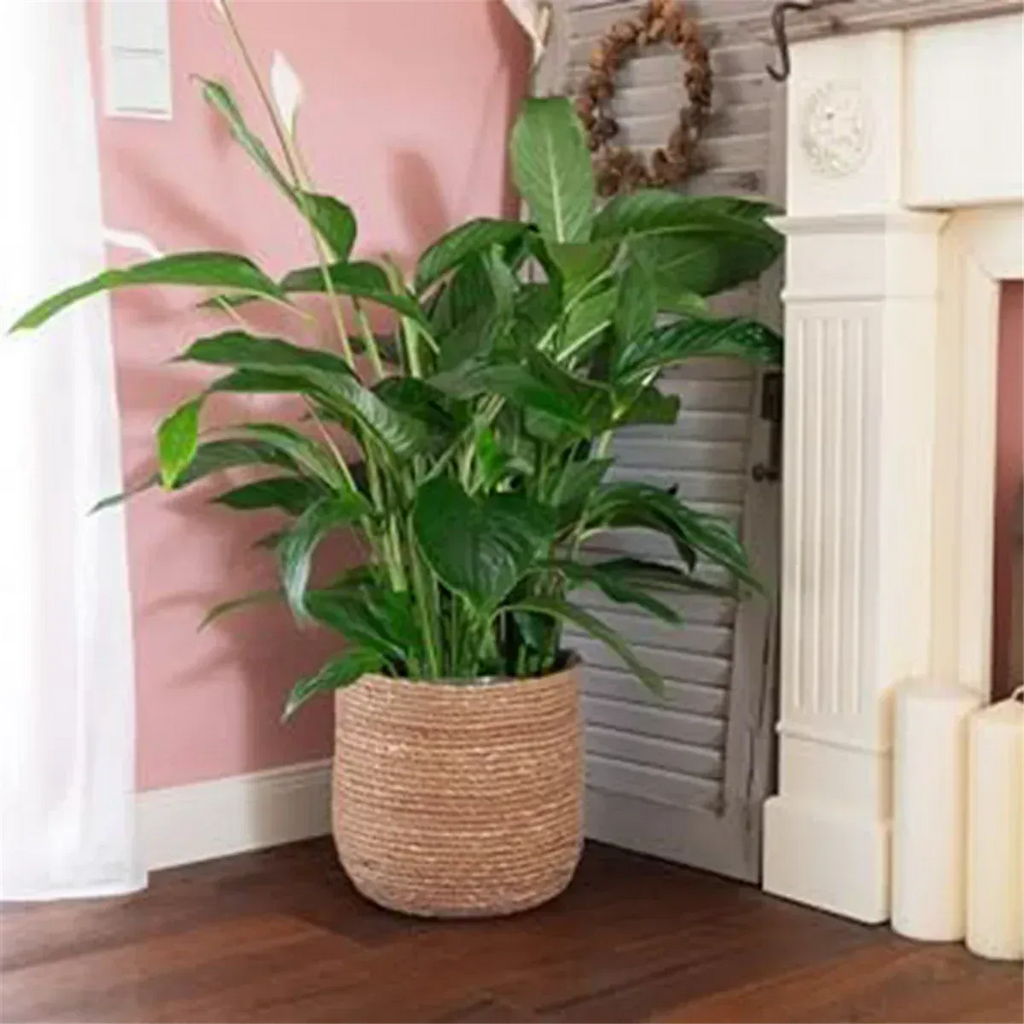 Ma boutique Cache pot en osier interieur