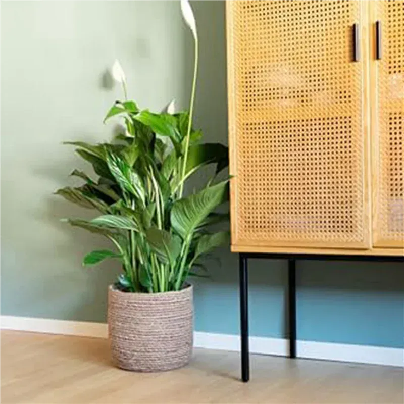 Ma boutique Cache pot en osier interieur