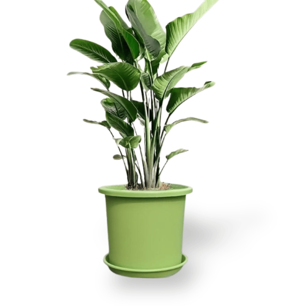 Ma boutique 2 pots + 2 socles Cache-pot en plastique vert