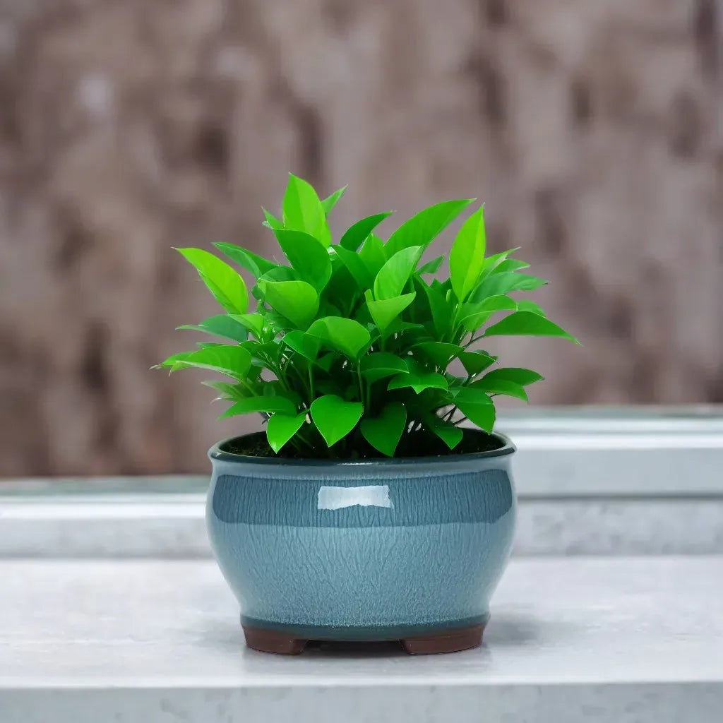 Ma boutique cache pot en terre cuite émaillée