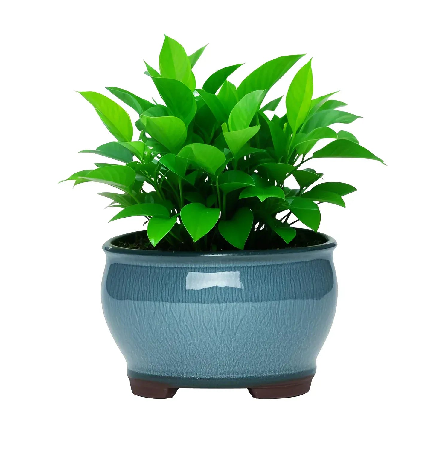 Ma boutique Bleu clair cache pot en terre cuite émaillée