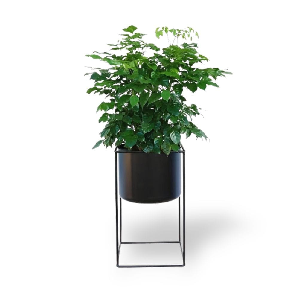 Ma boutique cache-pot sur pied noir