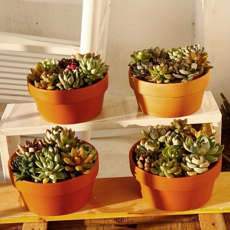 Ma boutique D11.5 | H6cm / 4 lot 4 cache-pots terre cuite