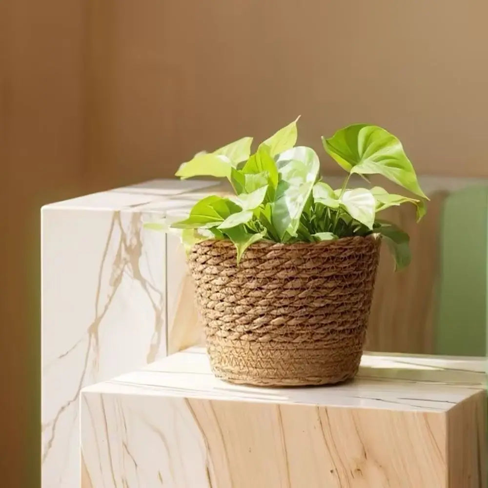 Ma boutique Petit cache pot osier