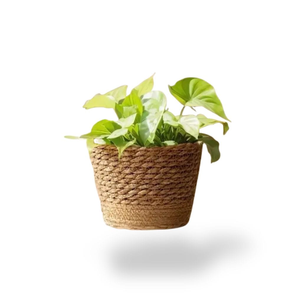 Ma boutique Petit cache pot osier