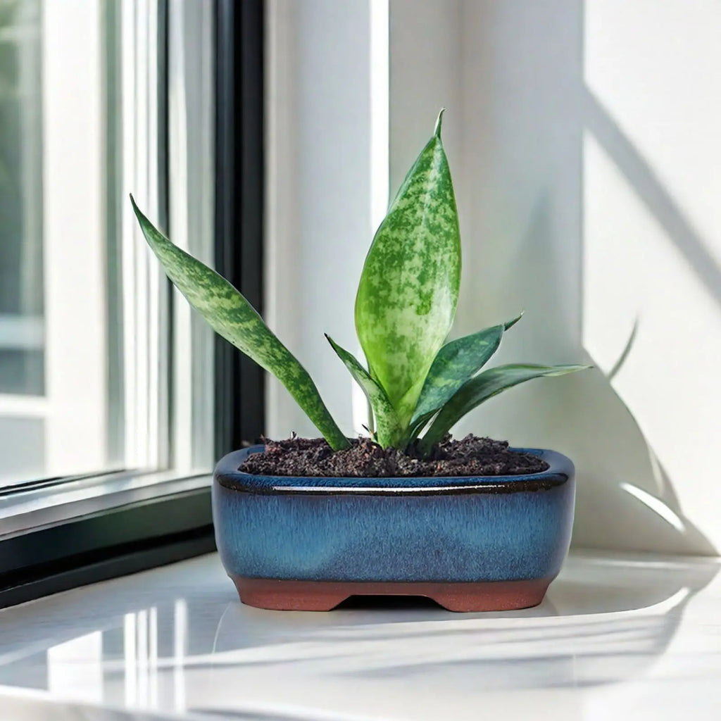 Ma boutique Petite jardiniere bonsai