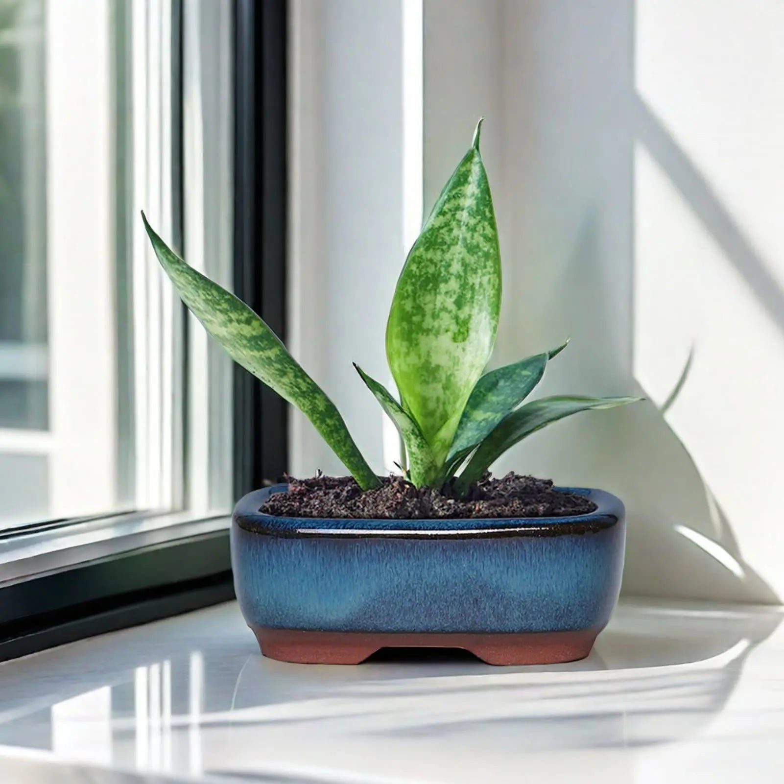 Ma boutique Petite jardiniere bonsai