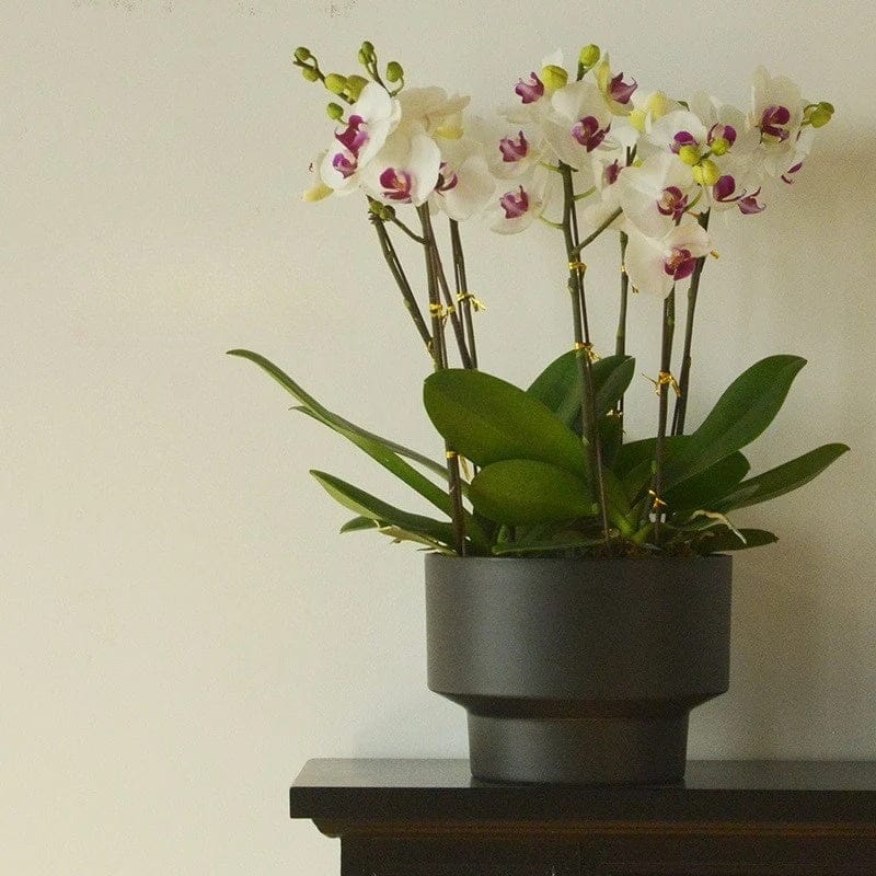 Ma boutique Noir / Diamètre 17.5cm Pot en plastique pour orchidée
