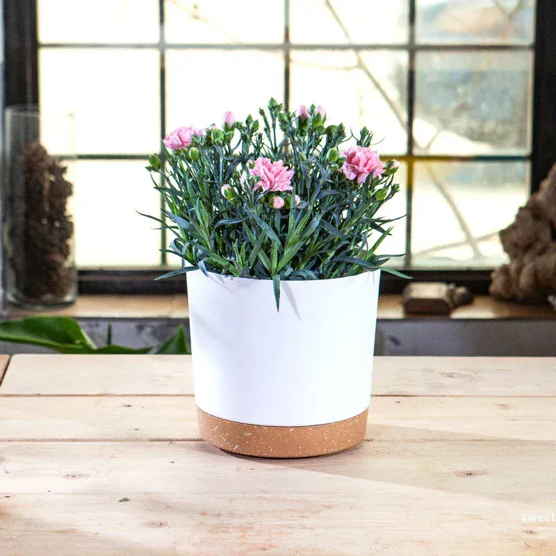 Ma boutique Pot plastique pour plante