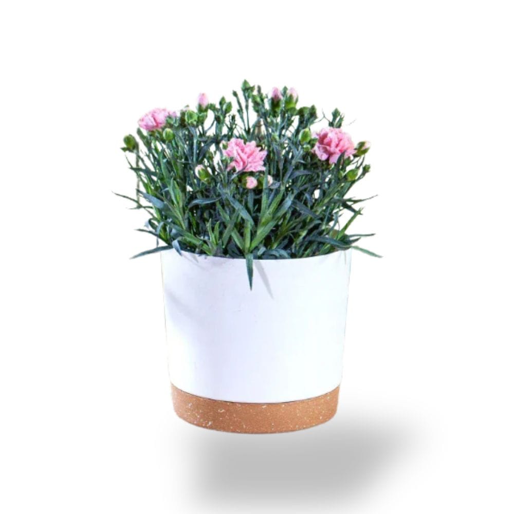 Ma boutique Pot plastique pour plante